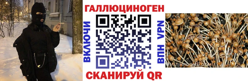 Галлюциногенные грибы Psilocybe  Купить закладки  Мценск 